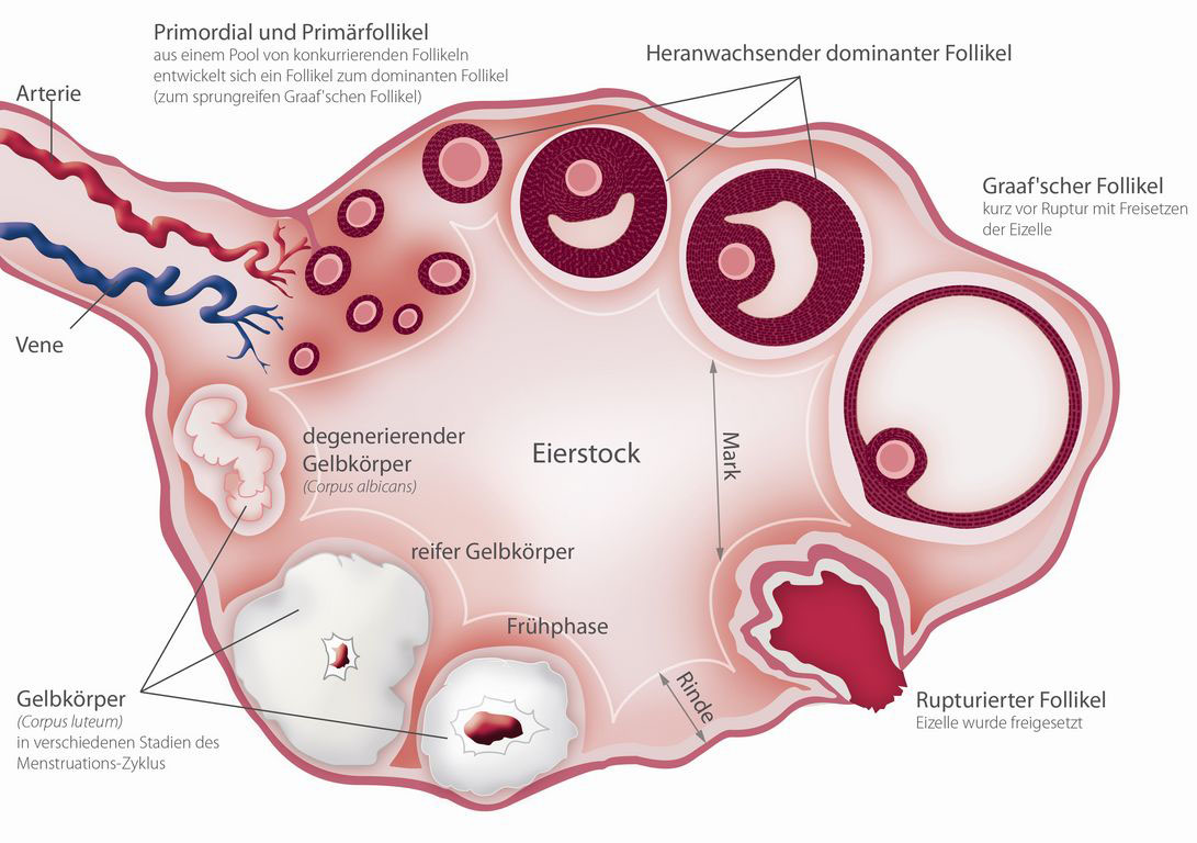 Kinderwunsch Behandlung Stimulation