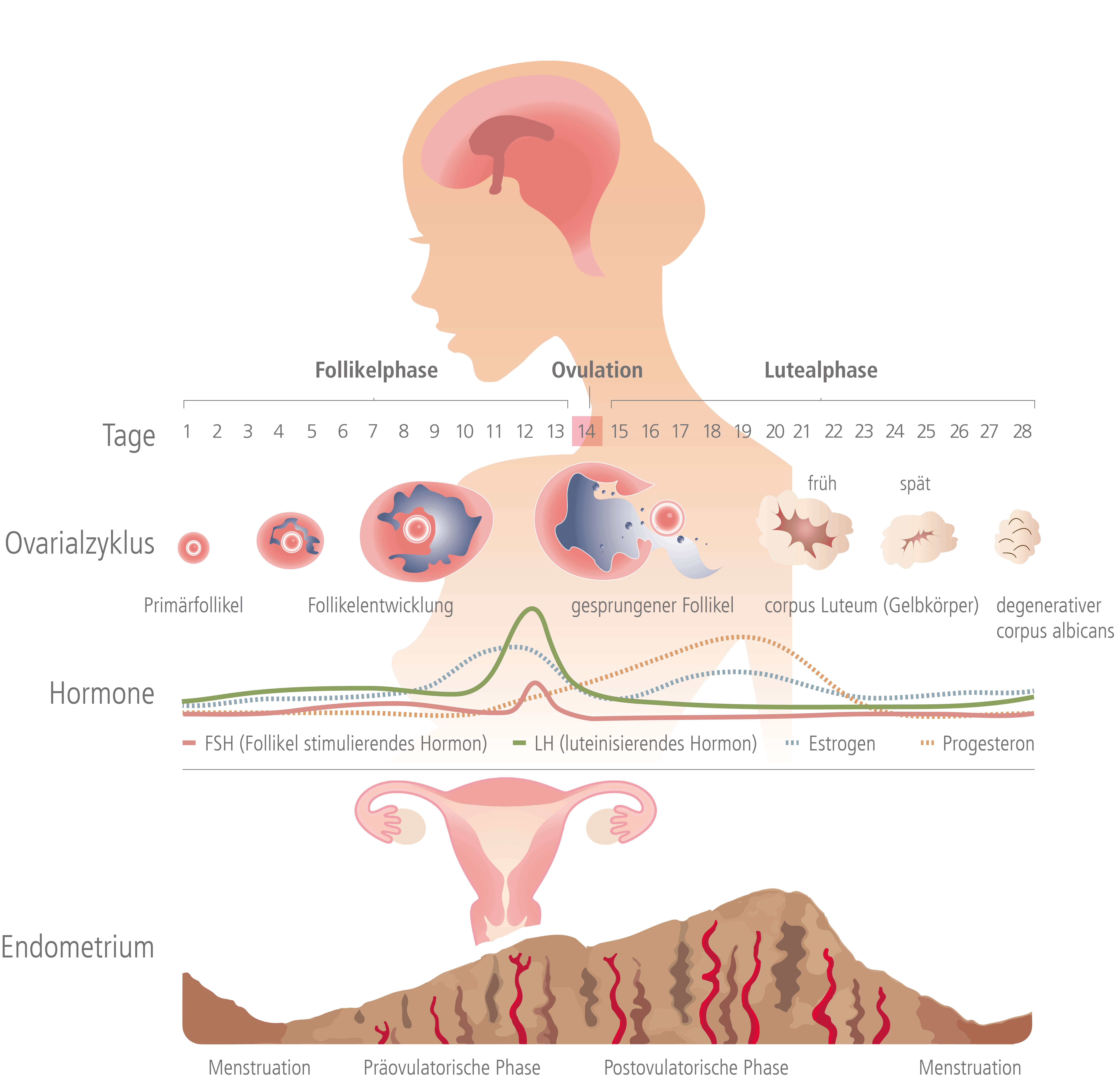 Schematische Darstellung einer Hormonbehandlung: Zeitraum, Ovarialzyklus, aktive Hormone, Aufbau der Gebärmutterschleimhaut │ © 2021 Next Fertility IVF Prof. Zech